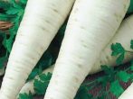 Корнеплоды сорта Сахарный корешок