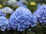 Гортензия крупнолистная
