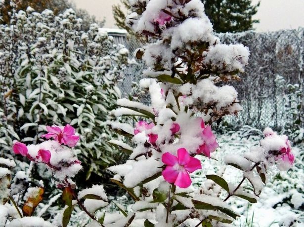 Флоксы в снегу